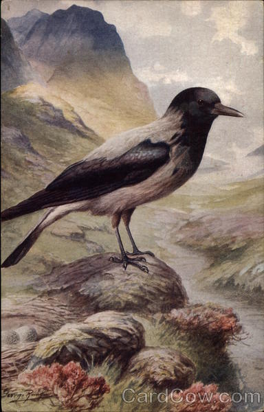 Hooded Crow Birds