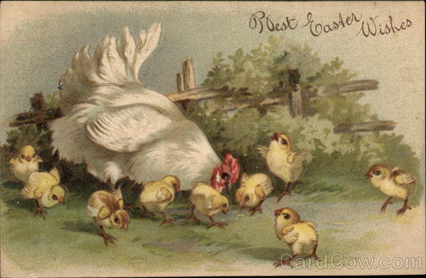 Hen with Nine Chicks With Chicks