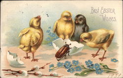 Four Chicks and a Beatle by an Eggshell Postcard