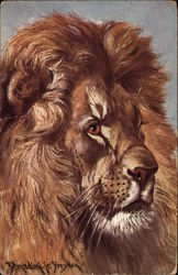 Portrait of a Lion Lions Postcard Postcard