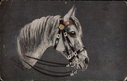 White Horse with Bridle Postcard