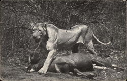 Lion and Inyala Postcard