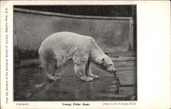 Young Polar Bear Bears Postcard Postcard