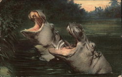 Hippopotamus and Young Postcard