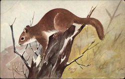 Red Squirrel Postcard Postcard