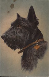 Scotch Terrier Postcard