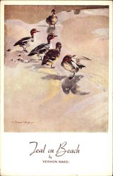 Teal on Beach by Vernon Ward Postcard