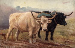 Famous British Cattle: Sussex Oxen Famous British Cattle: Sussex Oxen