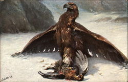 The Eagle - The King of Birds The Eagle - The King of Birds