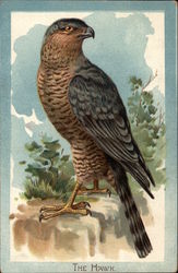 The Kestrel Hawk Birds Postcard Postcard