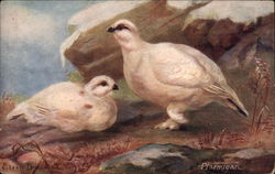 The Ptarmigan Postcard