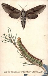 Pine Hawk Moth and Caterpillar Postcard