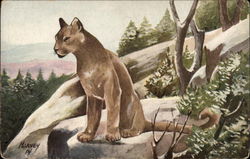 Mountain Lion or Cougar Postcard