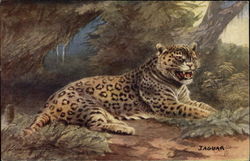 Jaguar in the Wild Postcard