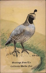 California Quail on a Rock Postcard