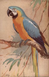 The Blue & Yellow Macaw Postcard