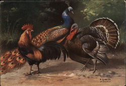 Chicken, Turkey and Peacock Chicken, Turkey and Peacock