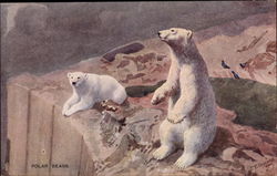 Polar Bears Postcard Postcard