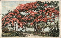 Royal Ponciana Tree Florida Trees Postcard Postcard