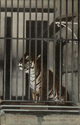 The Tiger, Zoo, Lincoln Park, Chicago Postcard