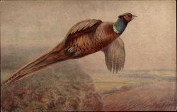 Pheasants Postcard