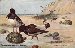 Oyster-Catcher or Sea-Pie Oyster-Catcher or Sea-Pie