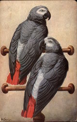 Grey and Red Parrots Birds Postcard Postcard