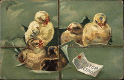Five Chicks Emerging from a Green Package Postcard