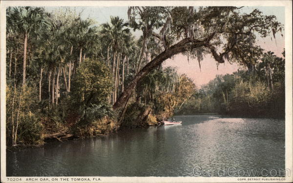 Arch Oak on the Tomoka River Ormond Beach Florida