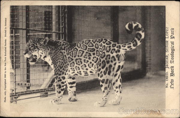 Jaguar, Senor Lopez, New York Zoological Park
