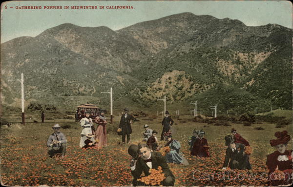 Gathering Poppies in Midwinter California