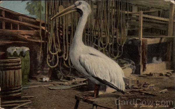 A Florida Pelican Birds