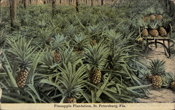 Pineapple Plantation St. Petersburg Florida