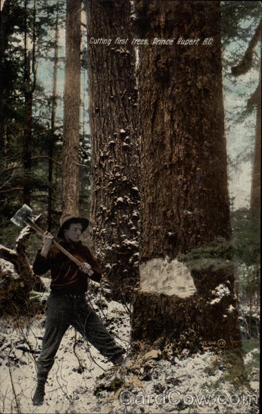 Cutting first trees Prince Rupert BC Canada British Columbia