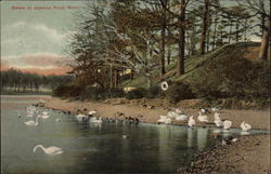 Swans at Jamaica Pond Postcard