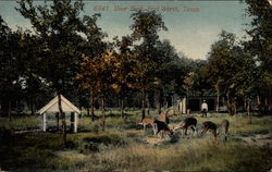 Deer Park Postcard