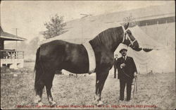 "Morocco", the World's Largest Horse Postcard