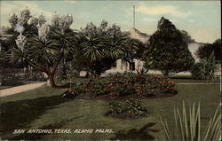 Alamo Palms Postcard