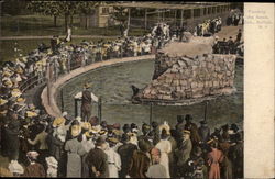 Feeding the Seals, Zoo Postcard