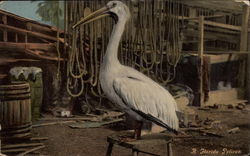 A Florida Pelican Postcard