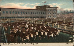 Cattle Pens at the Stock Yards in Kansas City Postcard