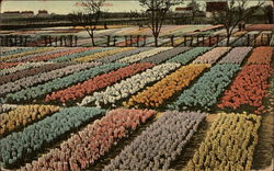 Bulb Field of Holland Bulbs Postcard