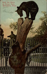 With the Bears at Forest Park Postcard