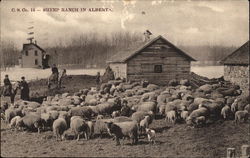 Sheep Ranch in Alberta Postcard