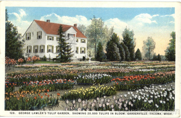 George Lawler's Tulip Garden, Gardenville Tacoma Washington