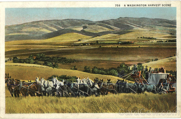 A Washington Harvest Scene Scenic