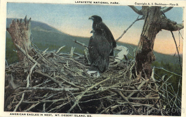 American Eagles In Nest, Lafayette National Park Mount Desert Island Maine