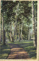 The Birches At Sagamore, On Lake George Postcard