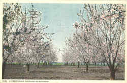 A California Orchard In Blossom Scenic, CA Postcard Postcard