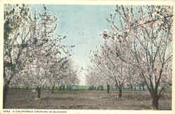 A California Orchard In Blossom Postcard